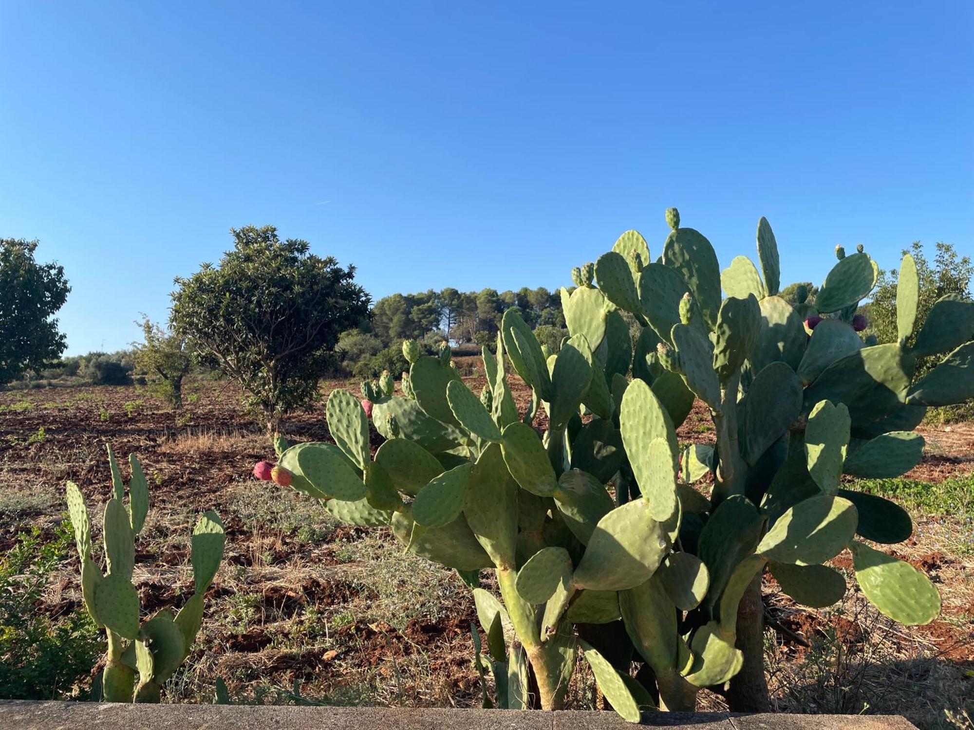 Trulli Del Sole Casa de Férias *